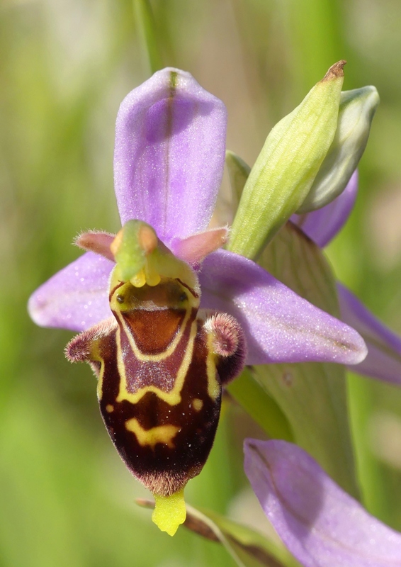 Ophrys apifera x Ophrys holosericea subsp.dinarica, splendidi ibridi nell''aquilano 2021.